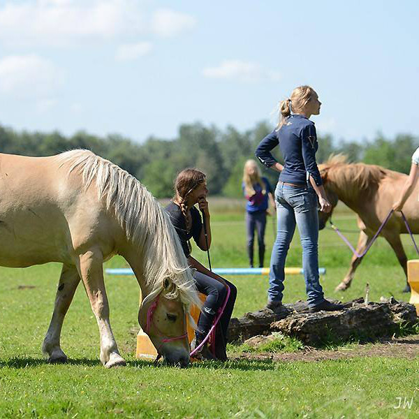 Horsemanship experience